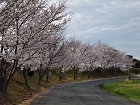 桜並木.JPG