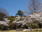人吉城跡の桜.JPG