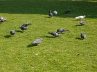 公園の鳩.JPG